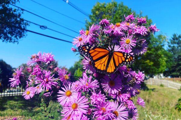 ne aster with butterfly