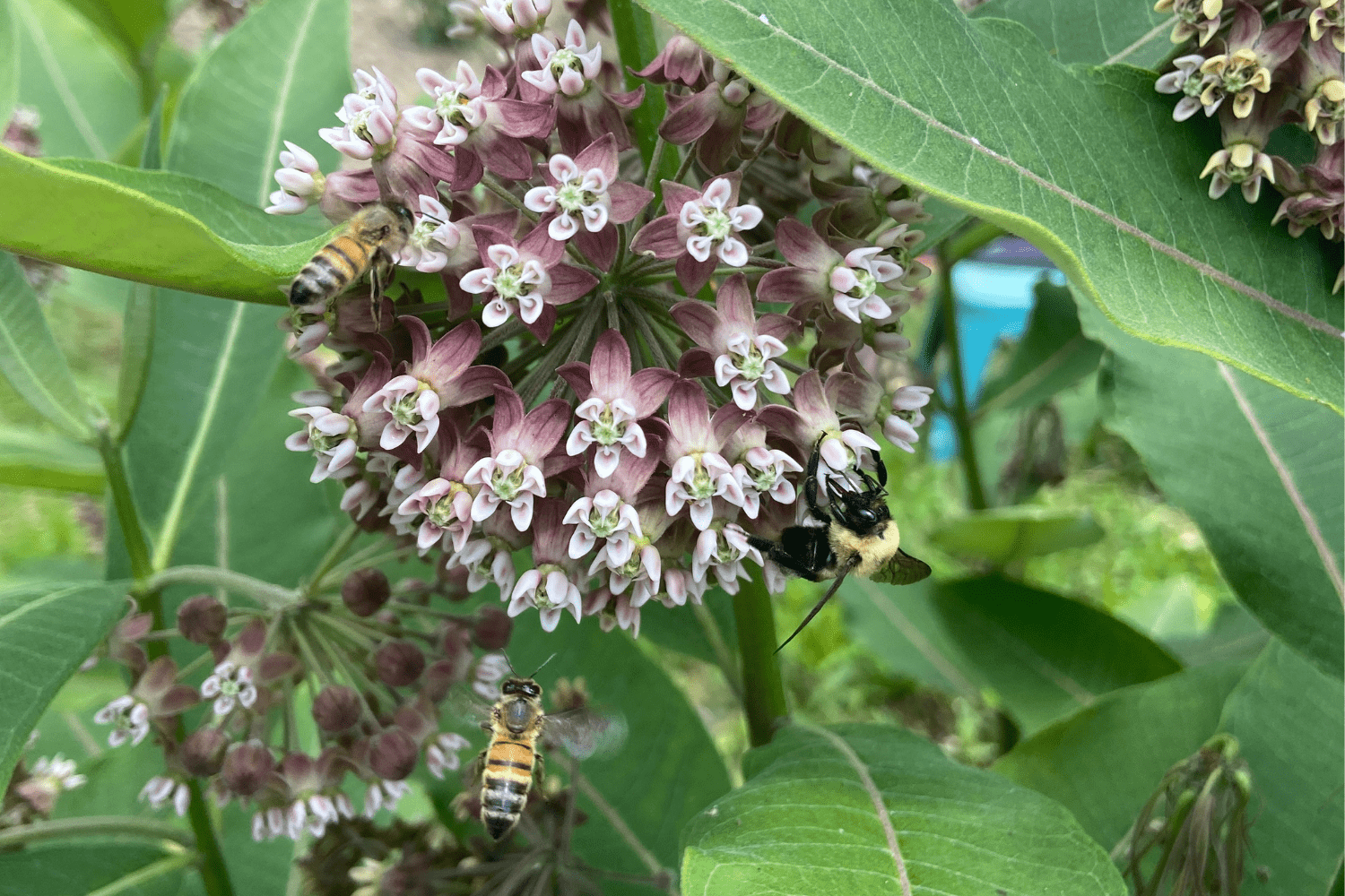 Pollinator Party