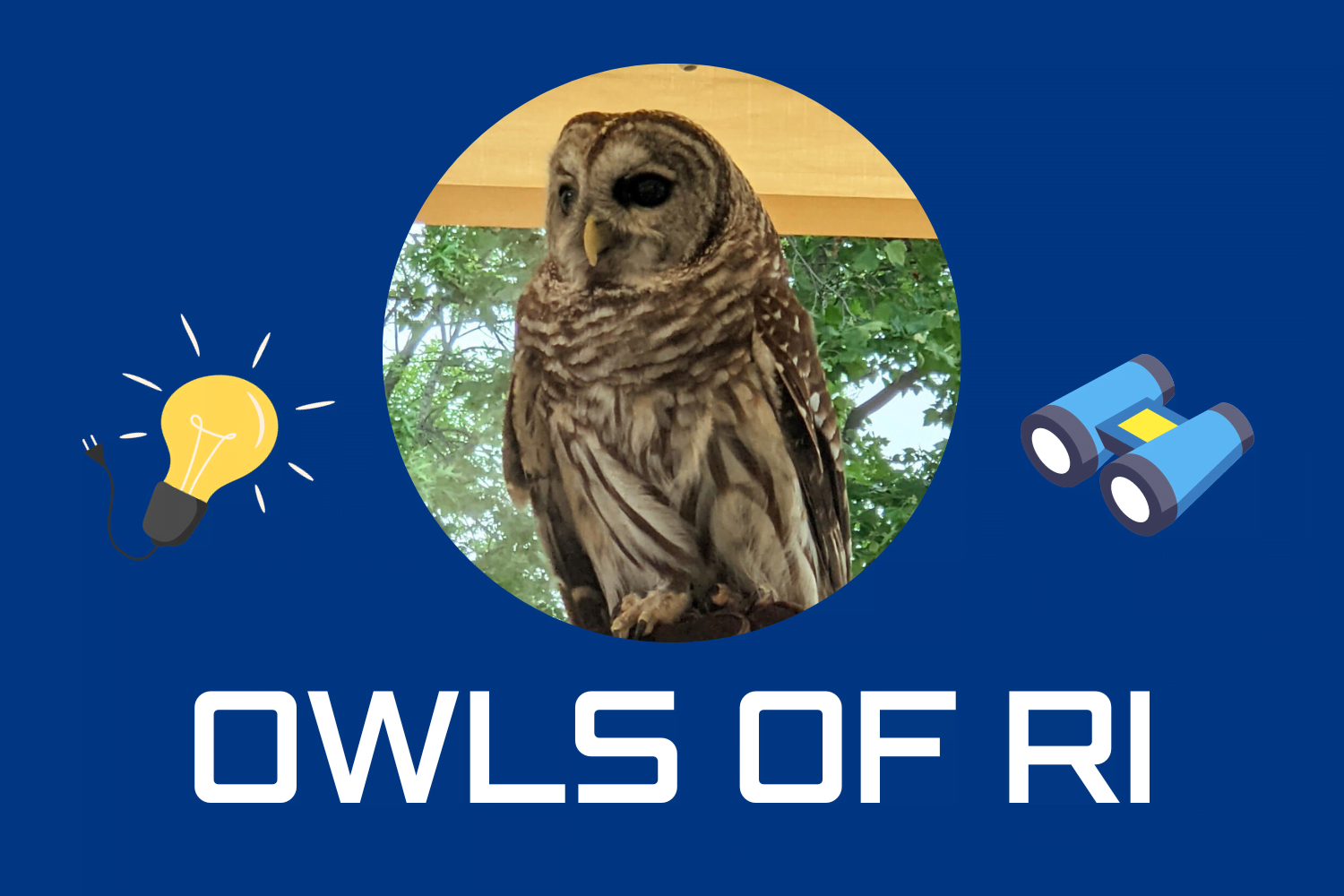 Photo of an owl, surrounded by lightbulb and binocular icons