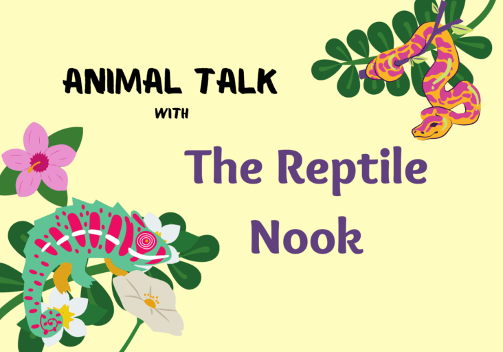 Image that says "Animal Talk with The Reptile Nook"