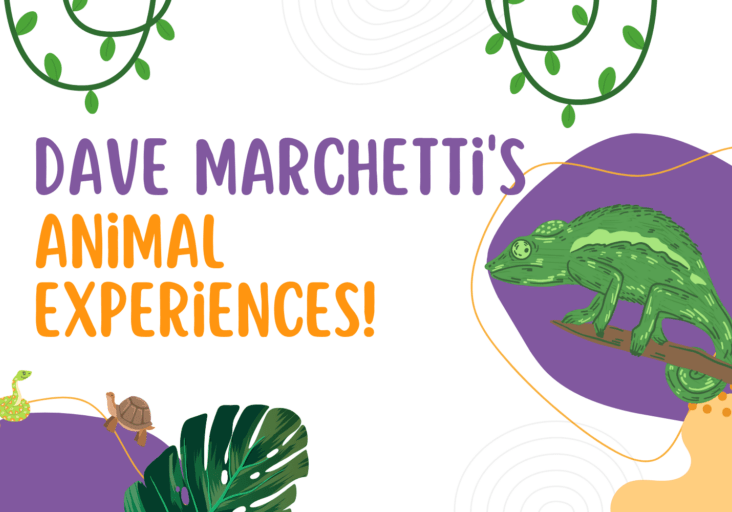 Dave Marchetti's Animal Experiences