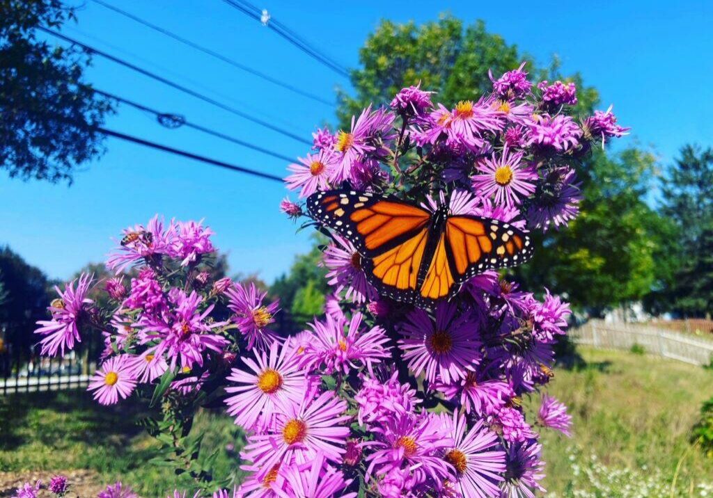 ne aster with butterfly