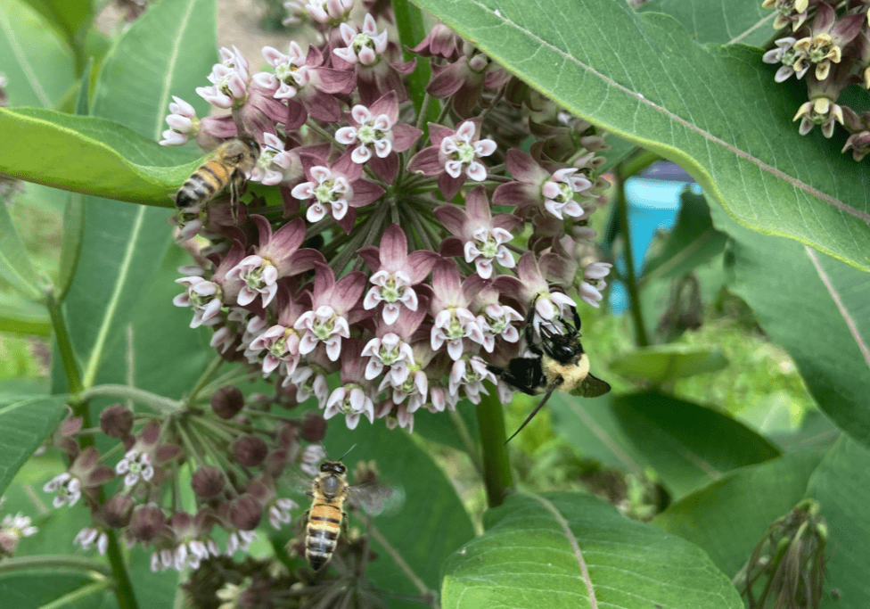Pollinator Party